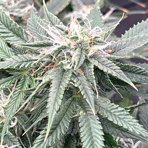 Bacio Gelato fast #2 5x5 SCROG growlog timeline photo