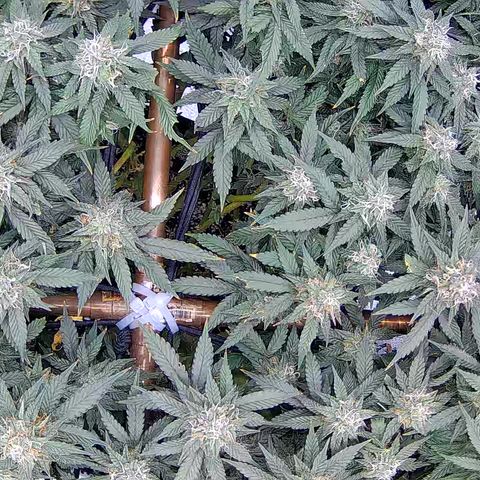 Shark Sherbet fast #5 5x5 SCROG growlog timeline photo