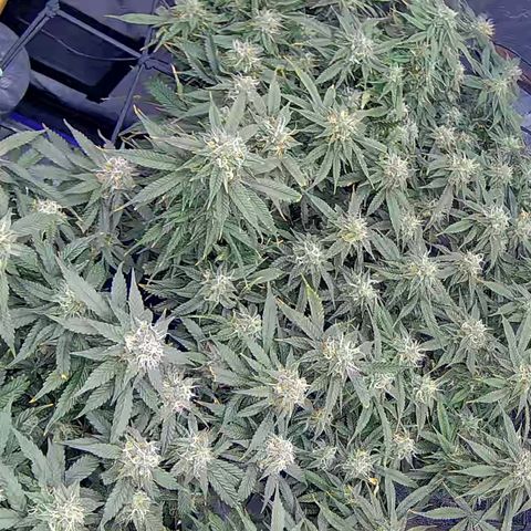 Bacio Gelato fast #2 5x5 SCROG growlog timeline photo
