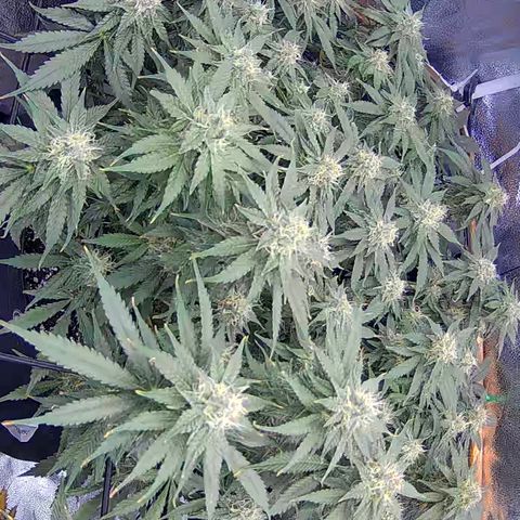 Bacio Gelato fast #3 5x5 SCROG growlog timeline photo