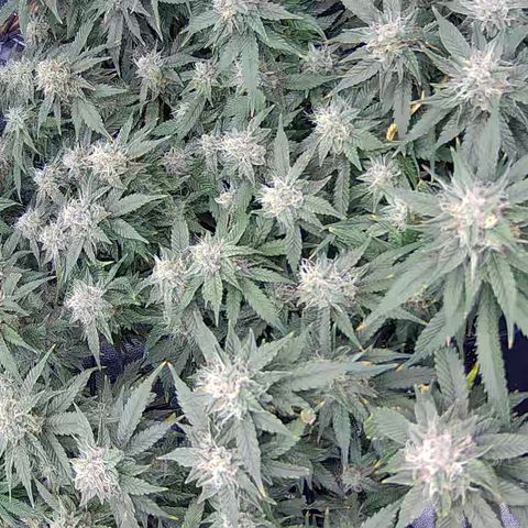 Shark Sherbet fast #4 5x5 SCROG growlog timeline photo