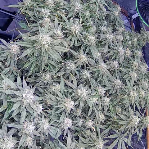 Bacio Gelato fast #2 5x5 SCROG growlog timeline photo