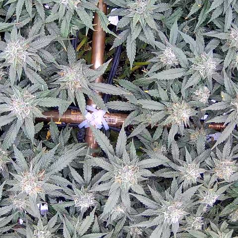 Shark Sherbet fast #5 5x5 SCROG growlog timeline photo
