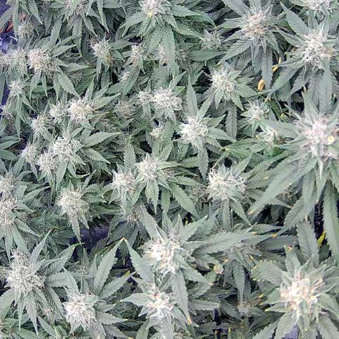 Shark Sherbet fast #4 5x5 SCROG growlog timeline photo