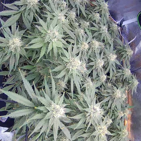 Bacio Gelato fast #3 5x5 SCROG growlog timeline photo
