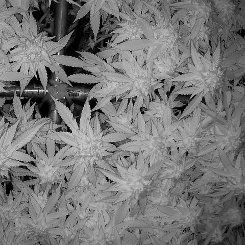 Shark Sherbet fast #5 5x5 SCROG growlog timeline photo