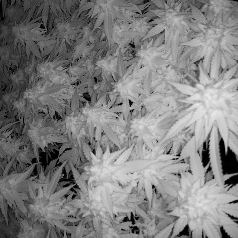 Shark Sherbet fast #4 5x5 SCROG growlog timeline photo