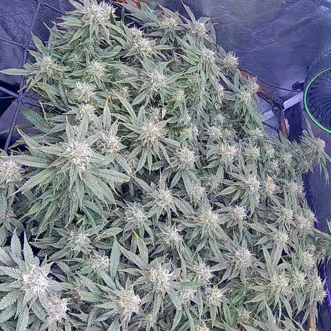 Bacio Gelato fast #2 5x5 SCROG growlog timeline photo