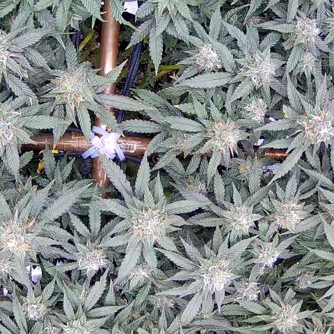 Shark Sherbet fast #5 5x5 SCROG growlog timeline photo