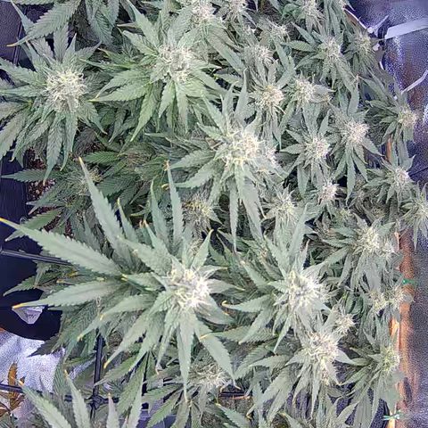 Bacio Gelato fast #3 5x5 SCROG growlog timeline photo