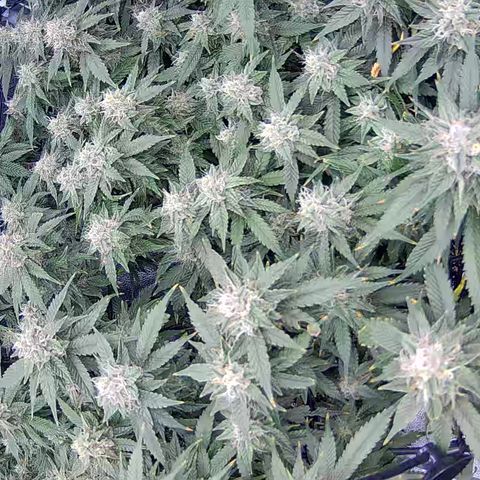 Shark Sherbet fast #4 5x5 SCROG growlog timeline photo