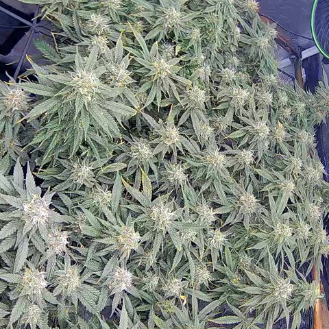 Bacio Gelato fast #2 5x5 SCROG growlog timeline photo