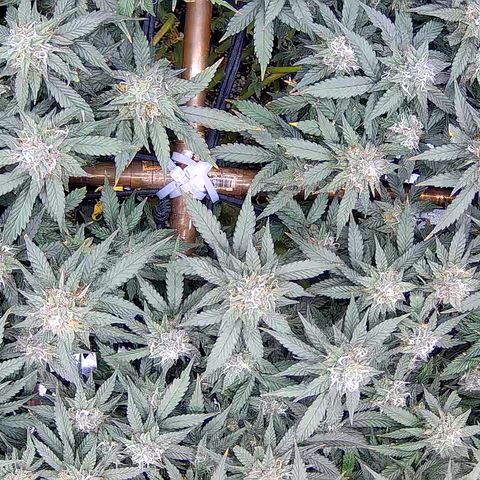 Shark Sherbet fast #5 5x5 SCROG growlog timeline photo