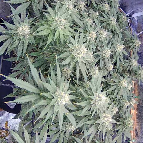 Bacio Gelato fast #3 5x5 SCROG growlog timeline photo