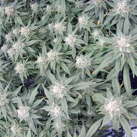 Shark Sherbet fast #4 5x5 SCROG growlog timeline photo