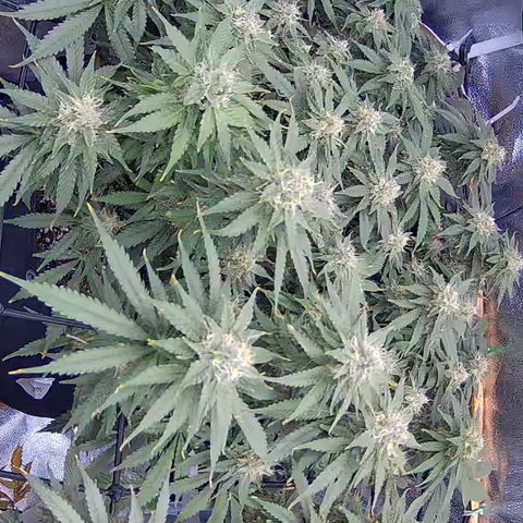 Bacio Gelato fast #3 5x5 SCROG growlog timeline photo