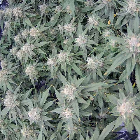 Shark Sherbet fast #4 5x5 SCROG growlog timeline photo