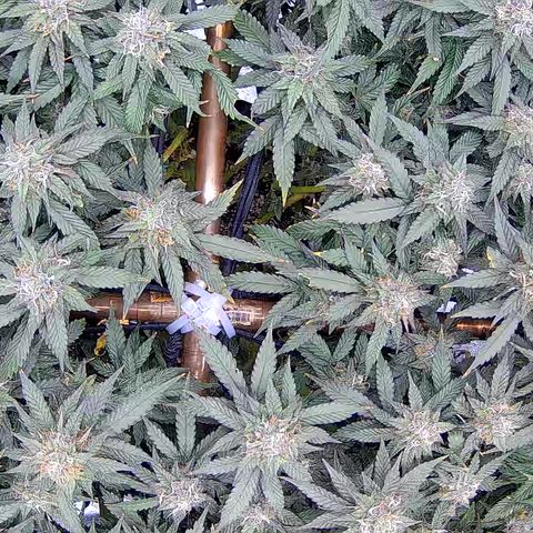 Shark Sherbet fast #5 5x5 SCROG growlog timeline photo