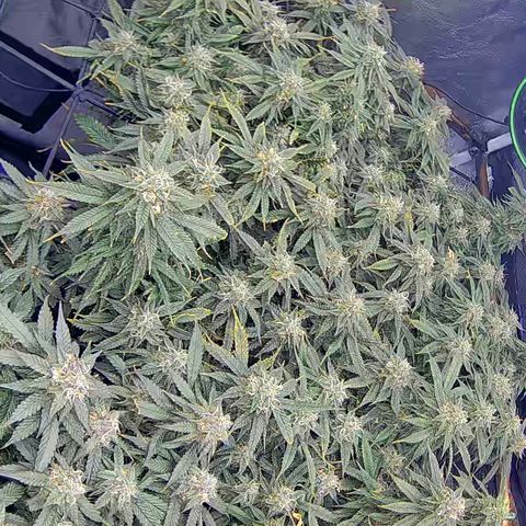 Bacio Gelato fast #2 5x5 SCROG growlog timeline photo