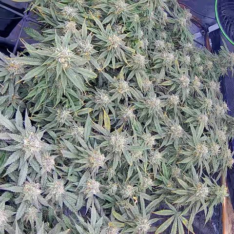 Bacio Gelato fast #2 5x5 SCROG growlog timeline photo