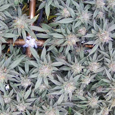 Shark Sherbet fast #5 5x5 SCROG growlog timeline photo