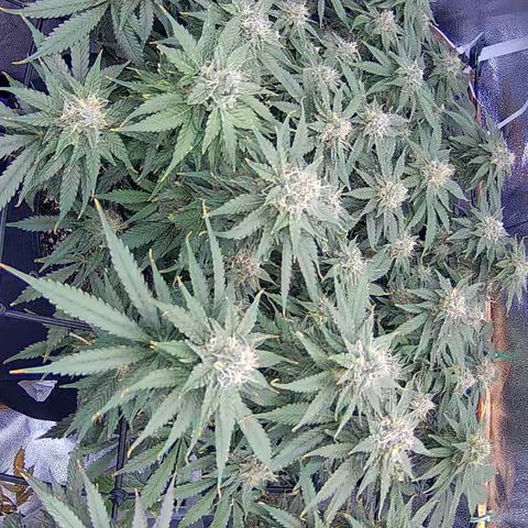 Bacio Gelato fast #3 5x5 SCROG growlog timeline photo