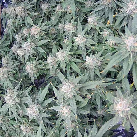 Shark Sherbet fast #4 5x5 SCROG growlog timeline photo