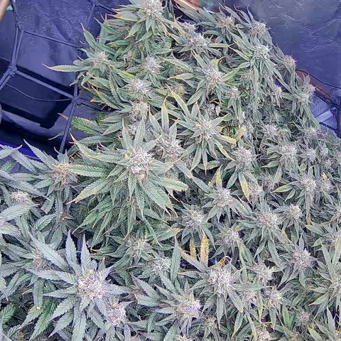 Bacio Gelato fast #2 5x5 SCROG growlog timeline photo