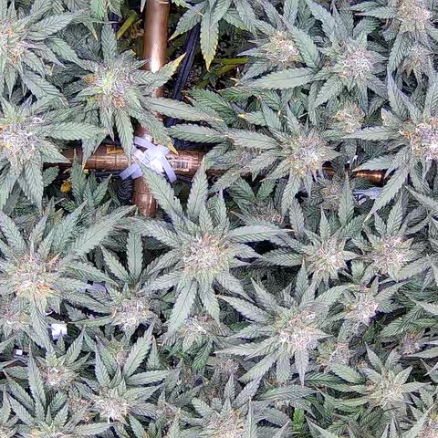 Shark Sherbet fast #5 5x5 SCROG growlog timeline photo