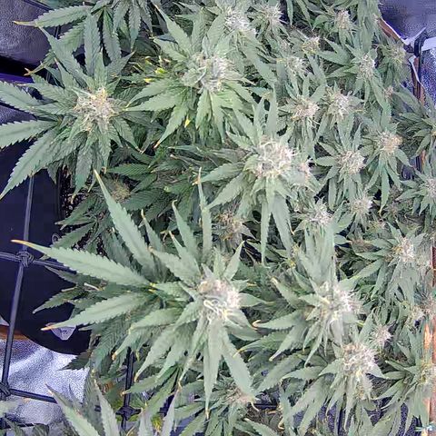 Bacio Gelato fast #3 5x5 SCROG growlog timeline photo