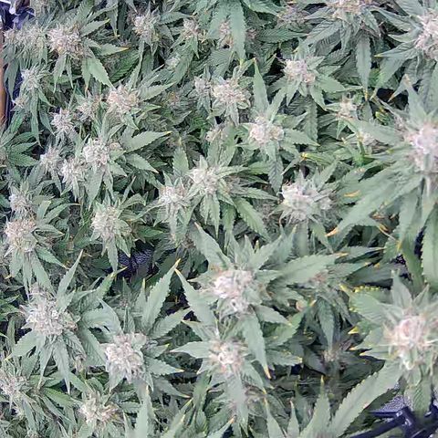 Shark Sherbet fast #4 5x5 SCROG growlog timeline photo