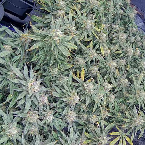 Bacio Gelato fast #2 5x5 SCROG growlog timeline photo