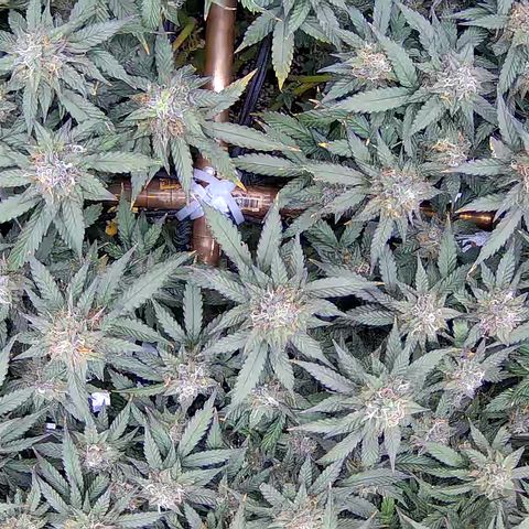 Shark Sherbet fast #5 5x5 SCROG growlog timeline photo