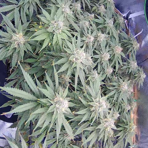 Bacio Gelato fast #3 5x5 SCROG growlog timeline photo