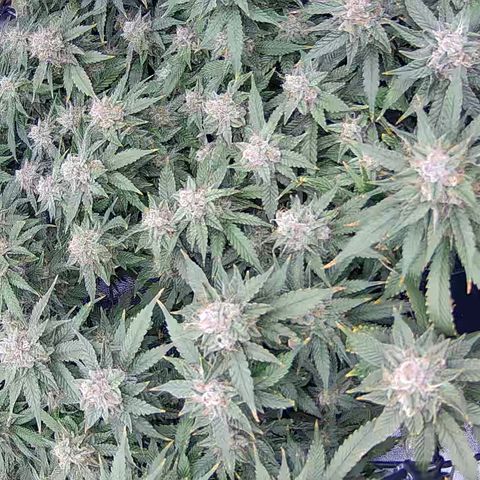 Shark Sherbet fast #4 5x5 SCROG growlog timeline photo