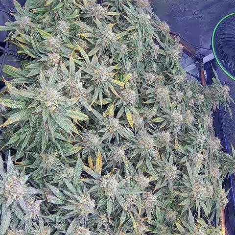 Bacio Gelato fast #2 5x5 SCROG growlog timeline photo