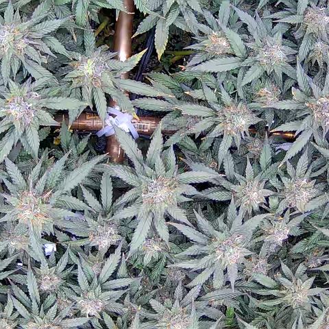 Shark Sherbet fast #5 5x5 SCROG growlog timeline photo