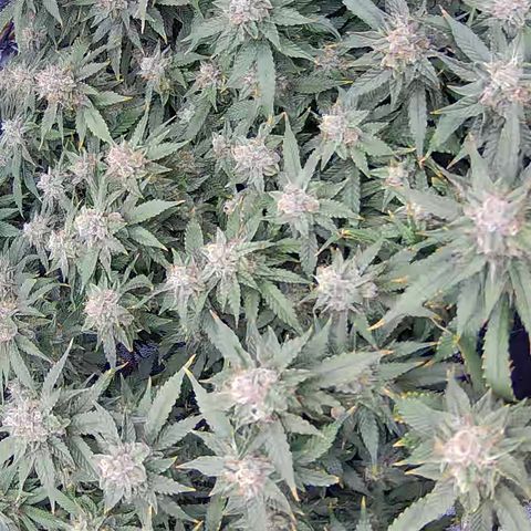 Shark Sherbet fast #4 5x5 SCROG growlog timeline photo