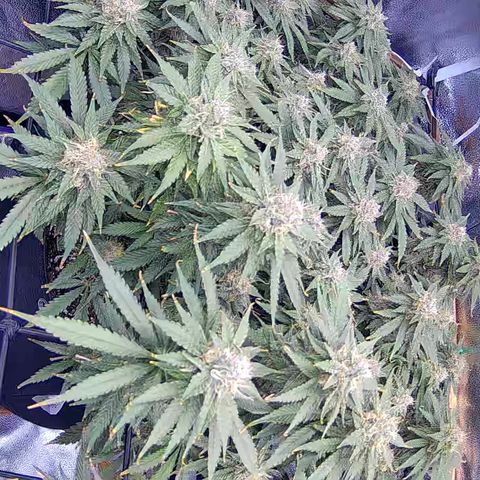 Bacio Gelato fast #3 5x5 SCROG growlog timeline photo