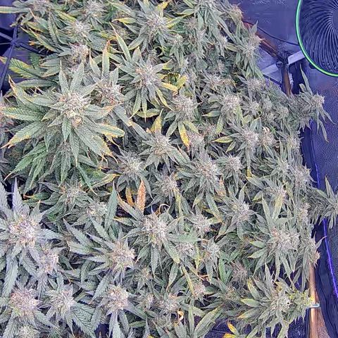 Bacio Gelato fast #2 5x5 SCROG growlog timeline photo