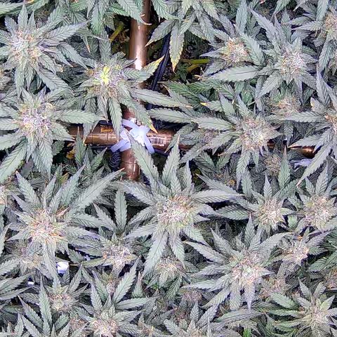 Shark Sherbet fast #5 5x5 SCROG growlog timeline photo
