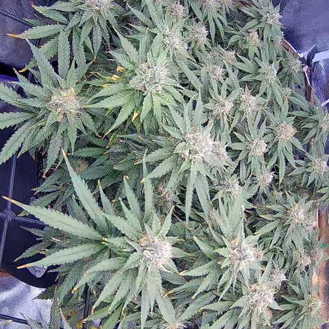 Bacio Gelato fast #3 5x5 SCROG growlog timeline photo