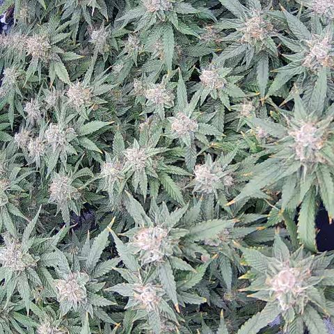 Shark Sherbet fast #4 5x5 SCROG growlog timeline photo