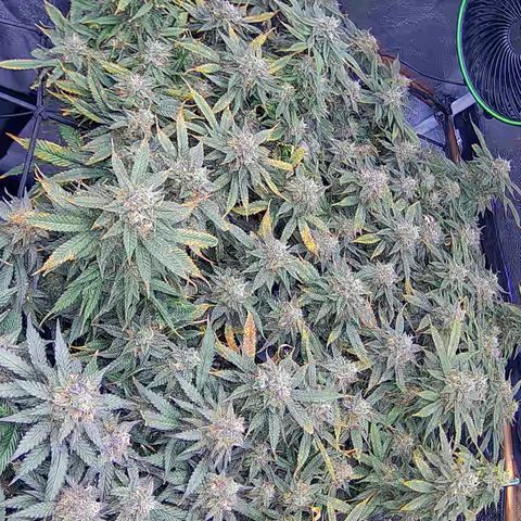 Bacio Gelato fast #2 5x5 SCROG growlog timeline photo