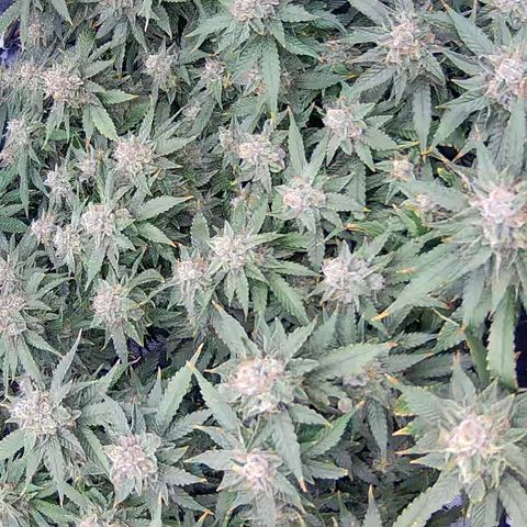 Shark Sherbet fast #4 5x5 SCROG growlog timeline photo