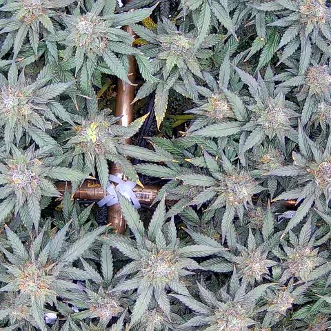 Shark Sherbet fast #5 5x5 SCROG growlog timeline photo