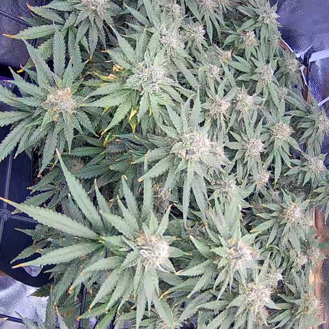 Bacio Gelato fast #3 5x5 SCROG growlog timeline photo