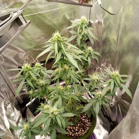 Blue Berry Automática growlog timeline photo