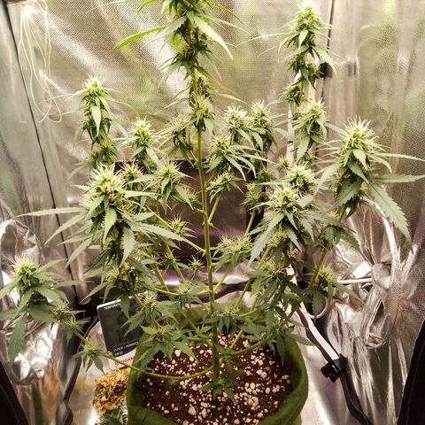 Blue Berry Automática growlog timeline photo