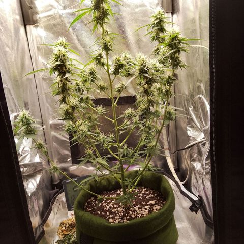 Blue Berry Automática growlog timeline photo